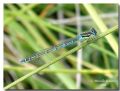 Coenagrion puella